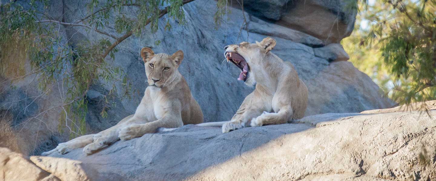 African Adventure - Fresno Chaffee Zoo