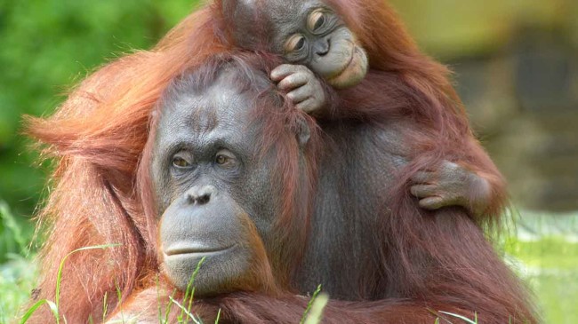 ape - Fresno Chaffee Zoo