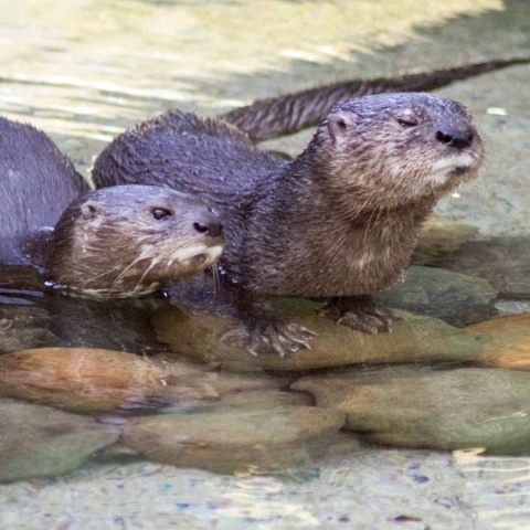 water_conservation - Fresno Chaffee Zoo