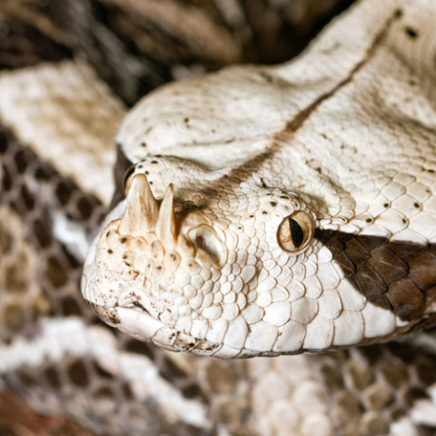 Herps Archives - Fresno Chaffee Zoo