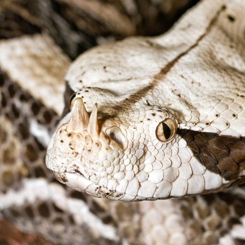 gaboon viper camouflage