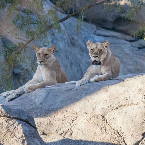 lion_conservation - Fresno Chaffee Zoo