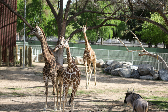 1 - Fresno Chaffee Zoo