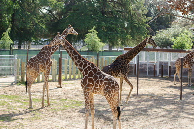 3 - Fresno Chaffee Zoo