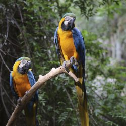 Birds Archives - Fresno Chaffee Zoo