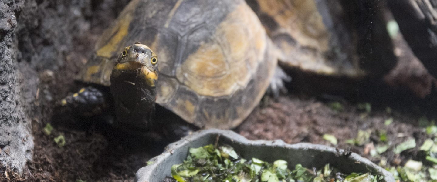 Reptile House - Fresno Chaffee Zoo