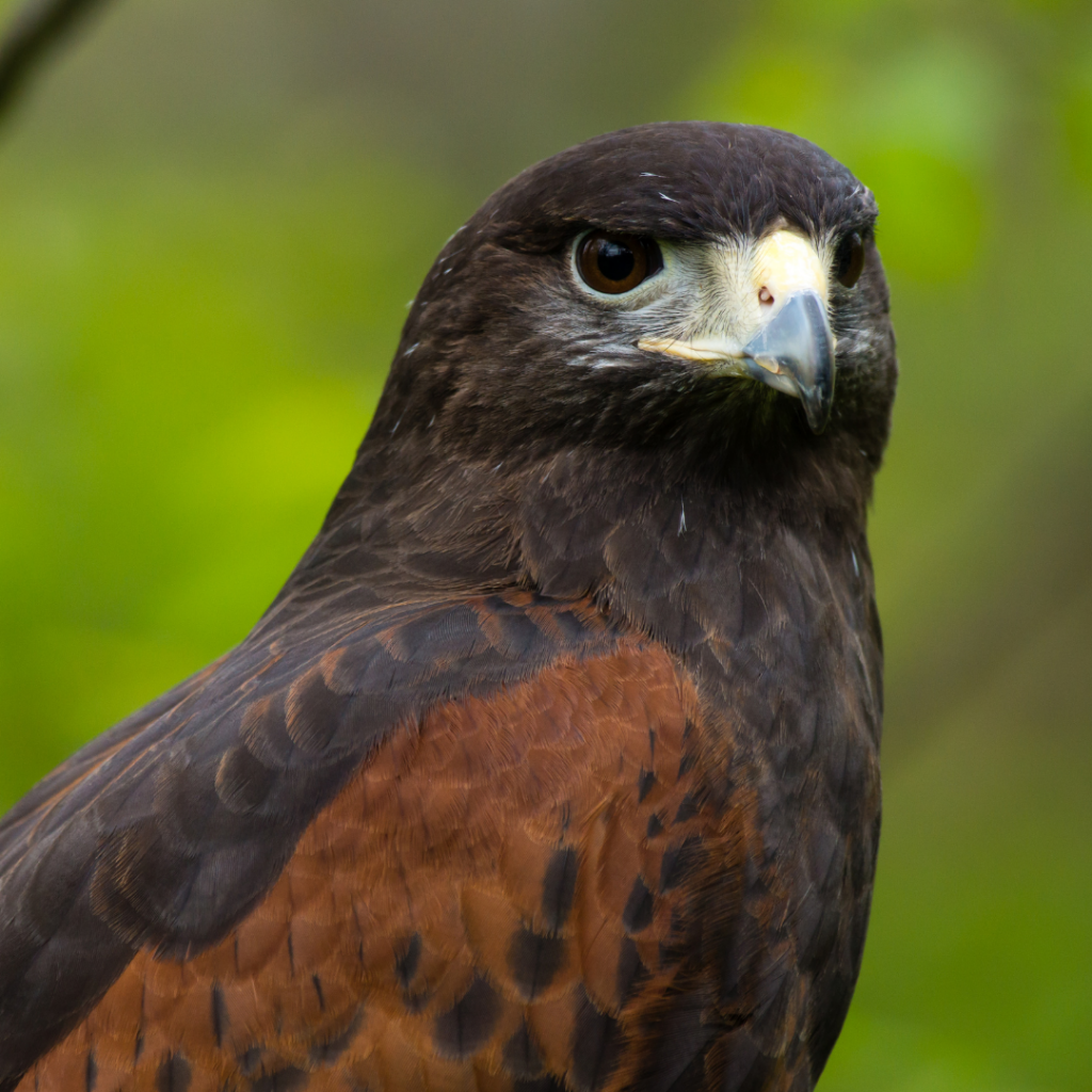 Harriss Hawk Species Profile Featured Image Fresno Chaffee Zoo