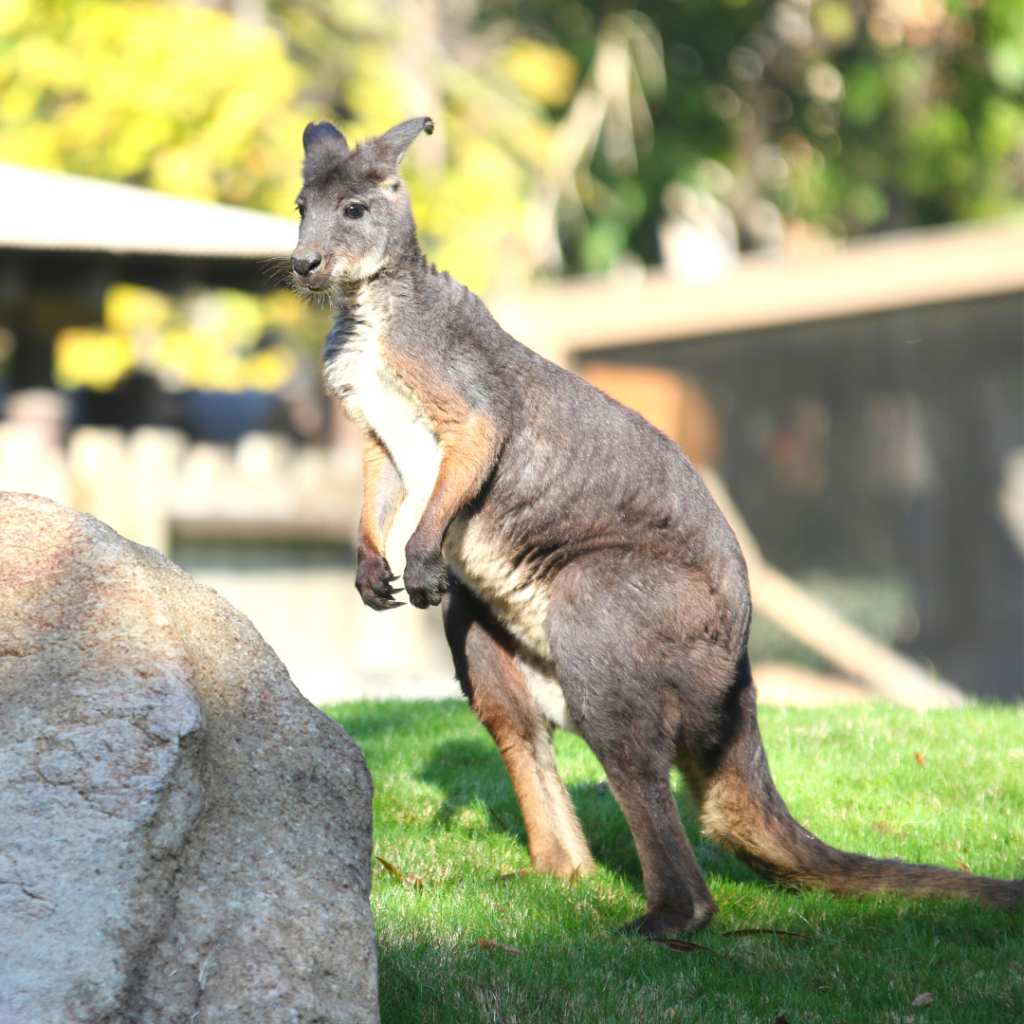 Mammals Archives - Fresno Chaffee Zoo