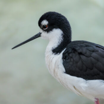 Birds Archives - Fresno Chaffee Zoo