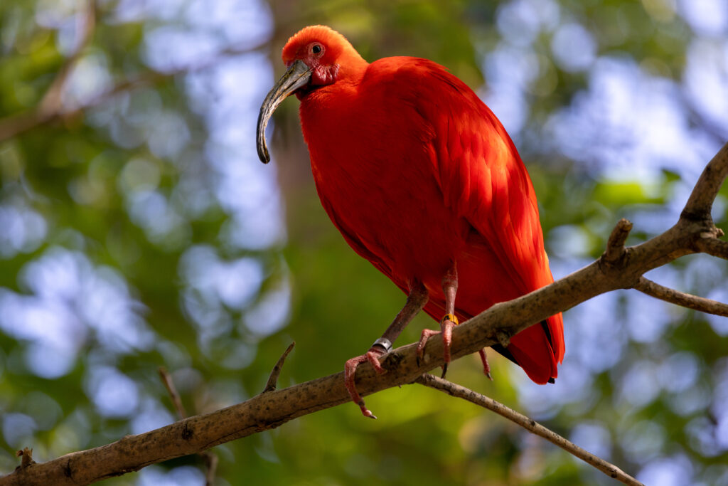 Ibis, Scarlet - Safari West