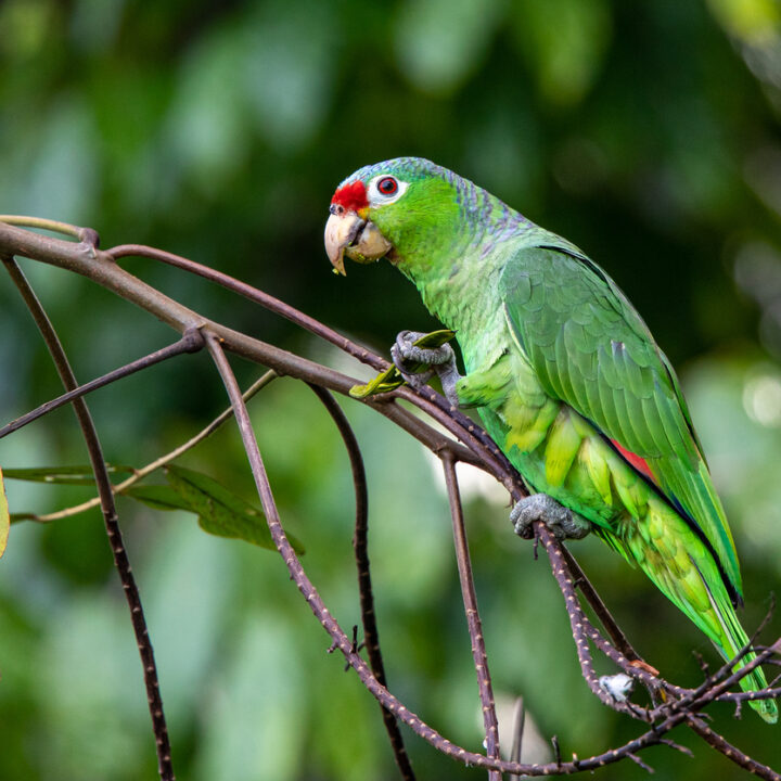 Tropical Rainforest - Fresno Chaffee Zoo