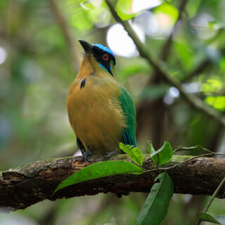 Birds Archives - Fresno Chaffee Zoo