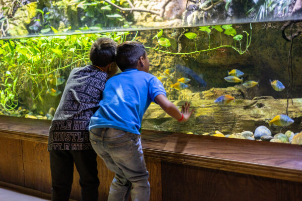 Field Trips - Fresno Chaffee Zoo