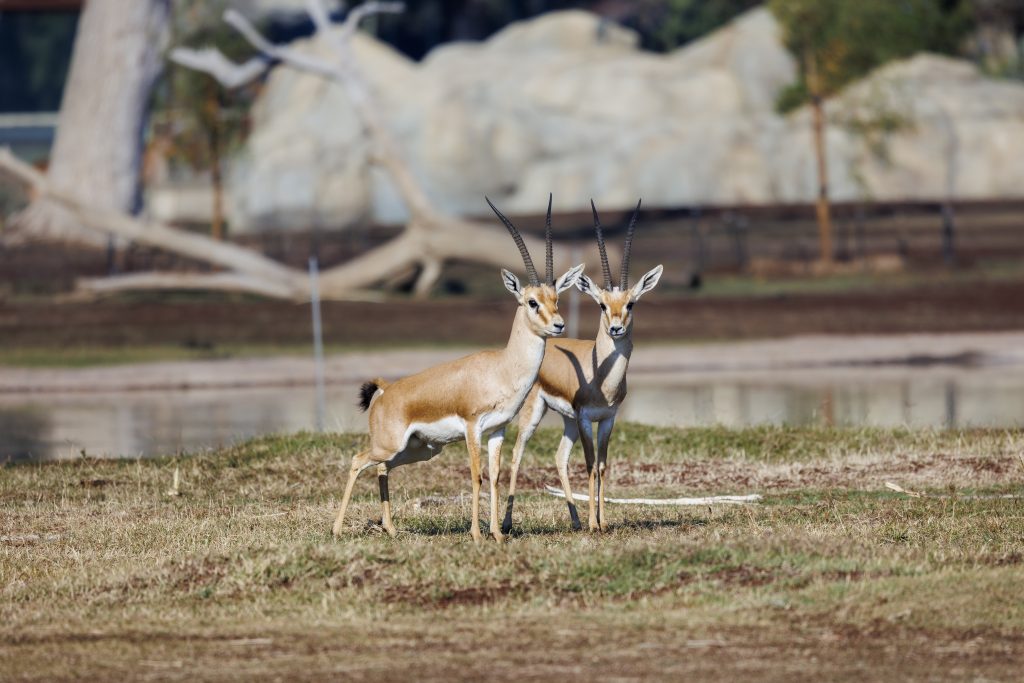 Slender Horned Gazelle