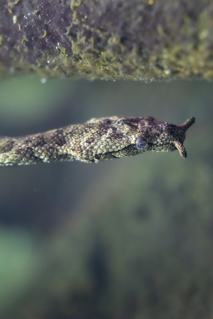 Tentacled Water Snake