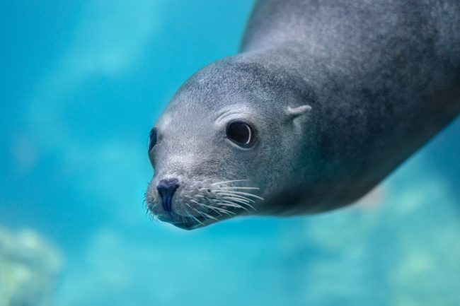 Sea Lion Cove - Fresno Chaffee Zoo