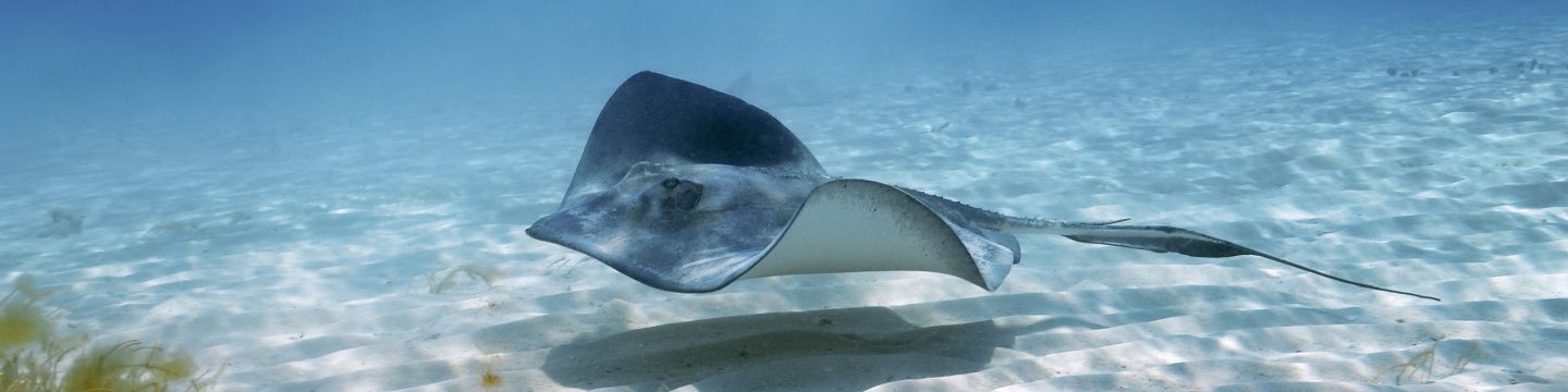 Southern stingray - Fresno Chaffee Zoo