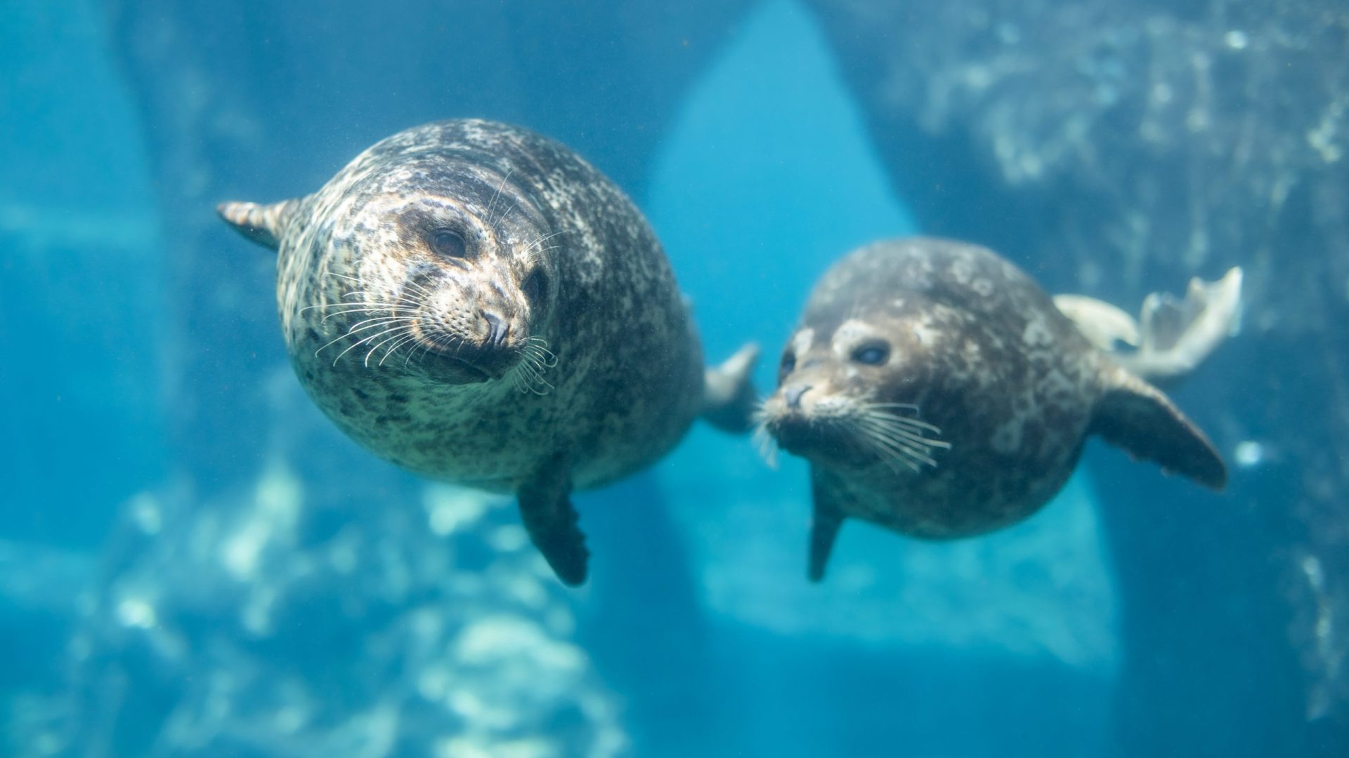 Harbor-Seals-Underwater