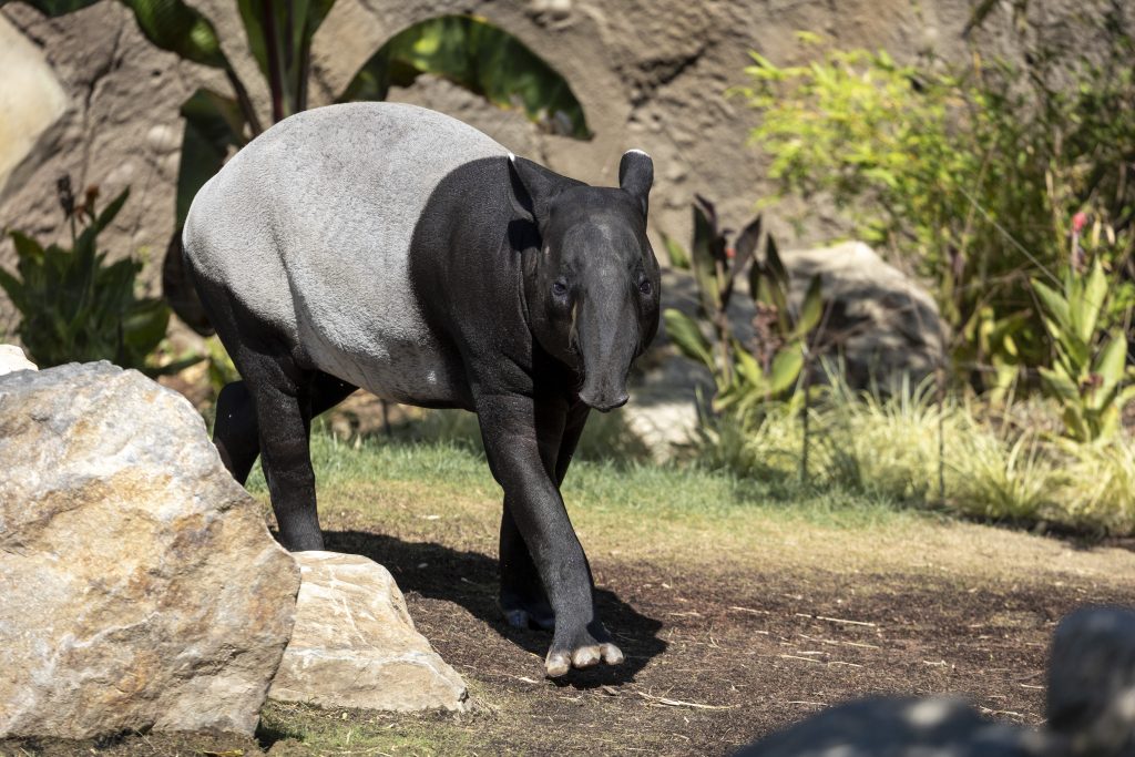 Malayan Tapir